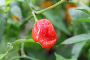 peperoncino habanero