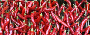 essiccare peperoncini piccanti all'aperto