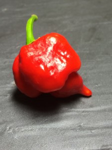trinidad scorpion peperoncino