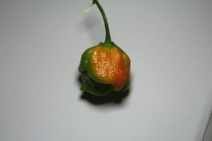 trinidad scorpion maturazione
