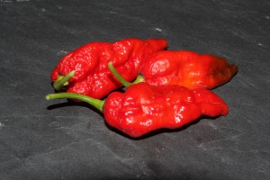 naga morich peperoncino