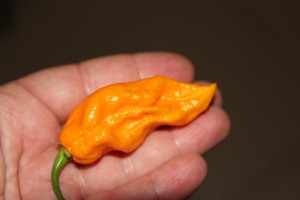 bhut jolokia orange