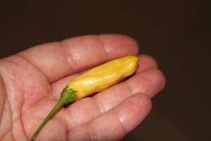 hot lemon