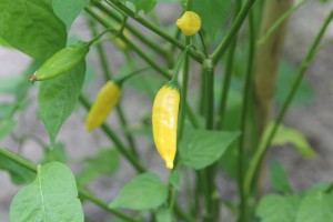 peperoncino hot lemon