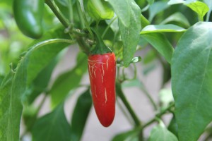 jalapeno