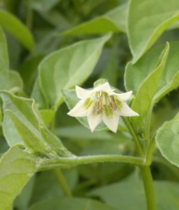 fiore baccatum hot lemon