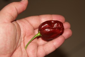 habanero chocolate