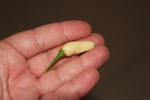 habanero white bullet