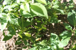 pianta habanero white bullet