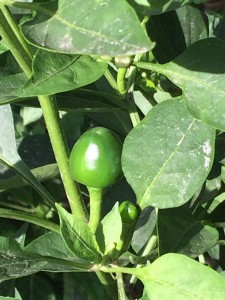 baci di satana pianta peperoncini
