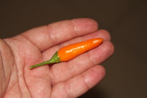 peperoncino bulgarian carrot