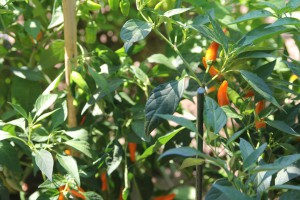 bulgarian carrot peperoncino