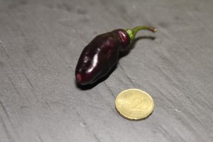 pimenta de neyde