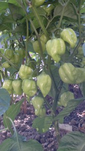 pianta habanero red savina