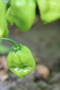 habanero red savina peperoncino