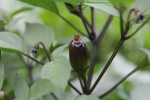 black knight peperoncini