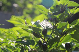 black knight peperoncino