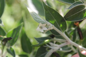 fiore acrata