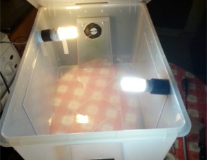 growbox peperoncini
