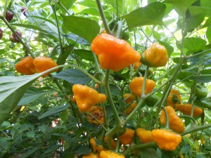 peperoncino jamaican hot