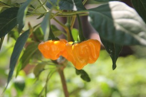 jamaican hot yellow peperoncino