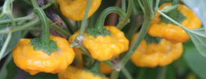 jamaican hot yellow