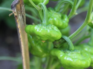 jamaican hot pepper