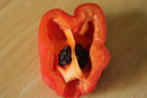 rocoto peperoncino