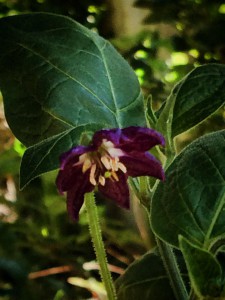 fiore peperoncino rocoto