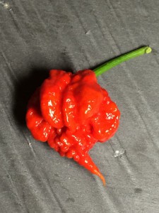 carolina reaper