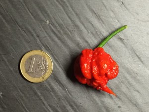 peperoncino carolina reaper