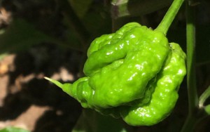 carolina reaper