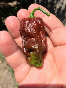 peperoncino trinidad douglah