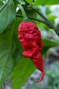 jay's ghost scorpion red peperoncino