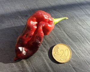 peperoncino yaki blue