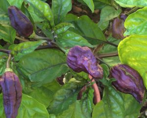 pianta peperoncino yaki blue