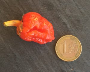 7pod bubblegum