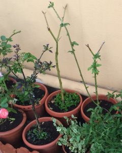 peperoncini inverno
