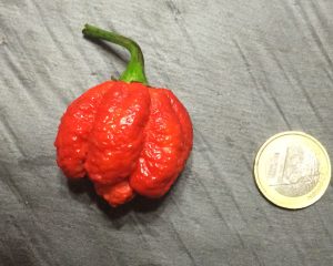 trinidad moruga scorpion red