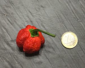 dimensioni trinidad moruga scorpion