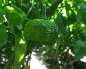 coltivazione trinidad moruga scorpion