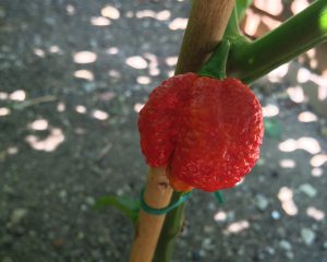 peperoncini trinidad moruga scorpion