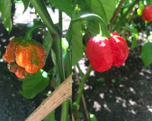 maturazione peperoncini moruga scorpion