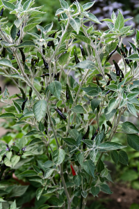 pianta peperoncino acrata