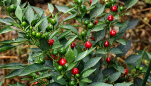 peperoncini baci di satana