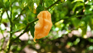 jay's ghost scorpion peach