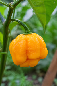 trinidad moruga yellow
