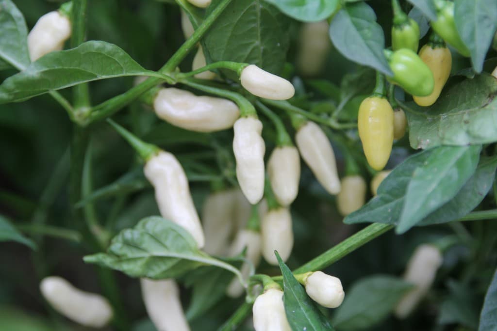 peperoncini habanero white