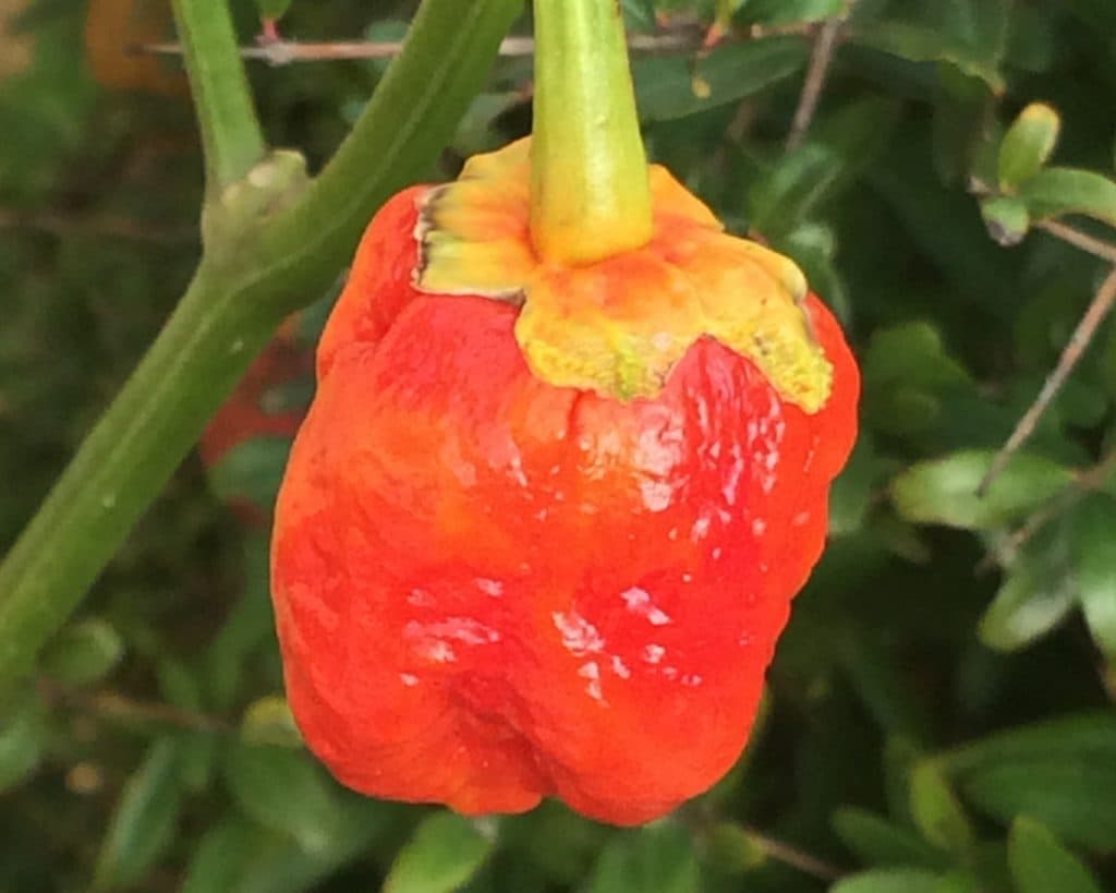 7Pot Bubble Gum