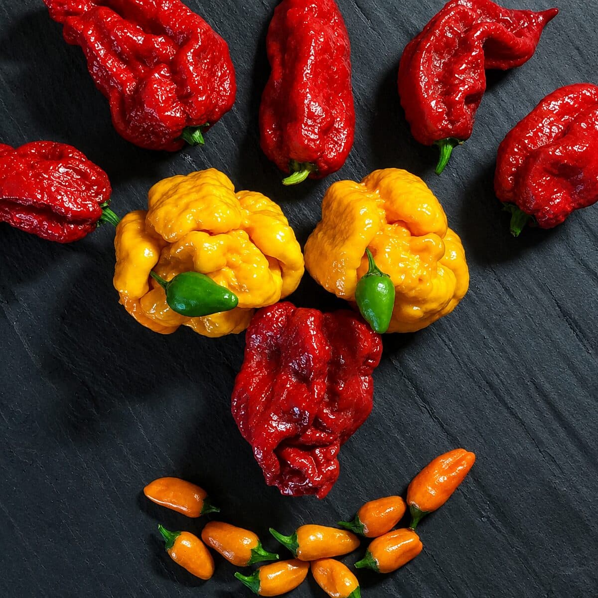 Peperoncini piccanti rossi, gialli e arancioni appena raccolti